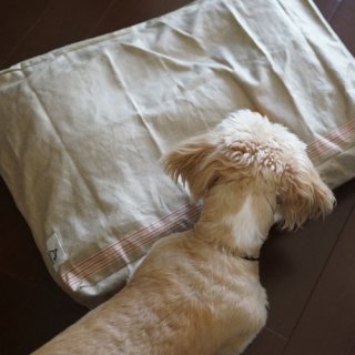 <img class='new_mark_img1' src='https://img.shop-pro.jp/img/new/icons47.gif' style='border:none;display:inline;margin:0px;padding:0px;width:auto;' />DOG BED CUSHION LINEN red