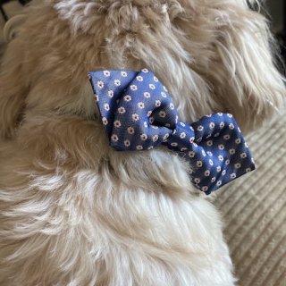 <img class='new_mark_img1' src='https://img.shop-pro.jp/img/new/icons56.gif' style='border:none;display:inline;margin:0px;padding:0px;width:auto;' />PAPILLON 2 (bow tie)