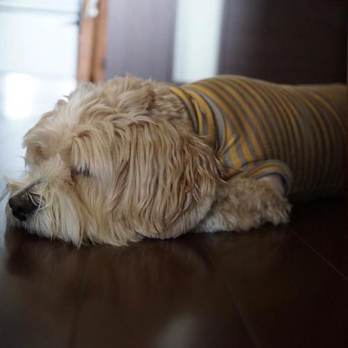 STRETCH TURTLE 3 - Authentic Product Service