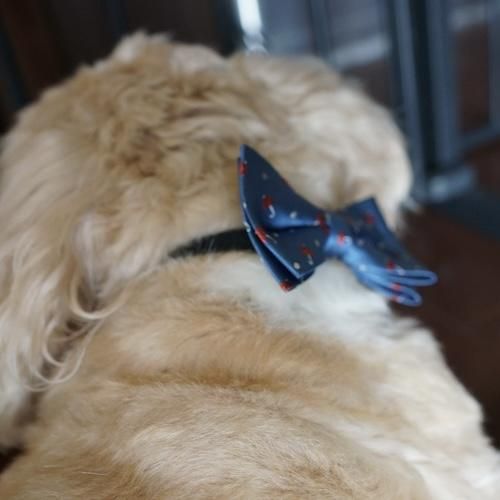 NEW PAPILLON (bow tie) - Authentic Product Service NEW PAPILLON (bow tie) - Authentic Product Service