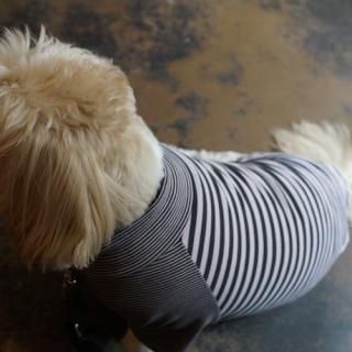 <img class='new_mark_img1' src='https://img.shop-pro.jp/img/new/icons14.gif' style='border:none;display:inline;margin:0px;padding:0px;width:auto;' />STRETCH SLEEVE SHIRT 2