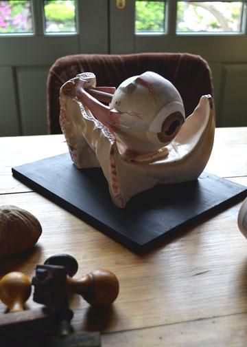 木製卵模型擬卵デッサン古道具オブジェ古物ブロカントエッグ木工品