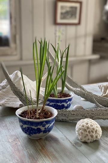 鹿角　オブジェ　C 鹿角 オブジェ C 鹿角 オブジェ C