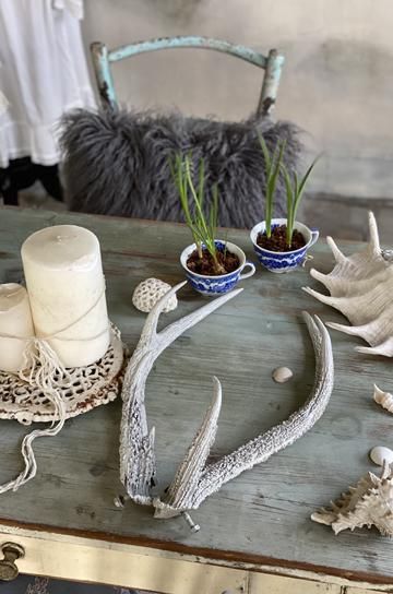 鹿角　オブジェ　C 鹿角 オブジェ C 鹿角 オブジェ C