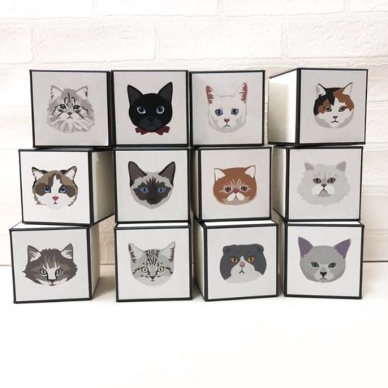 NEKO-001 エキゾチックショートヘアー - MR.&MRS.CHIEF