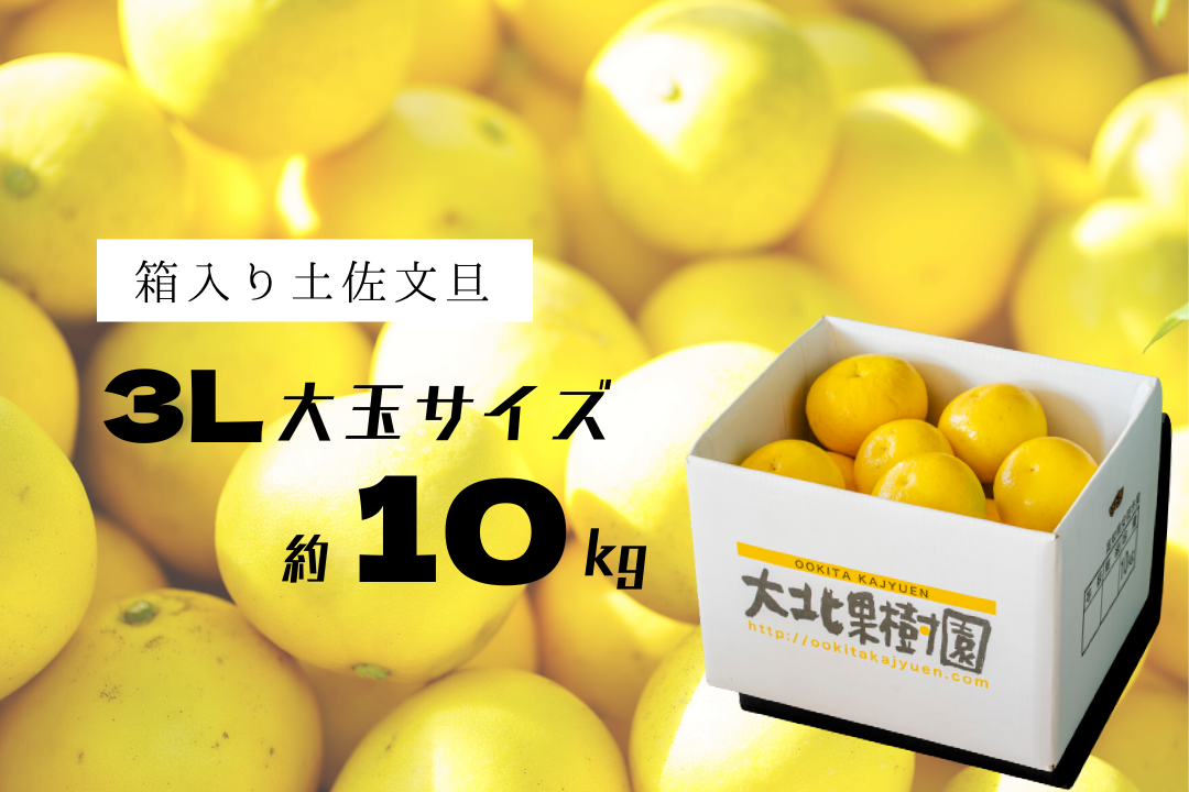 煌めき】土佐文旦 3L大玉サイズ 約10kg 煌めき】土佐文旦 3L大玉サイズ 約10kg