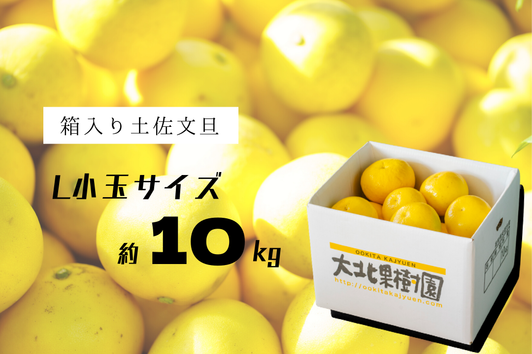 お買い得♪高知特産 土佐文旦 大玉3L〜4Lサイズ 約10kg - メルカリ
