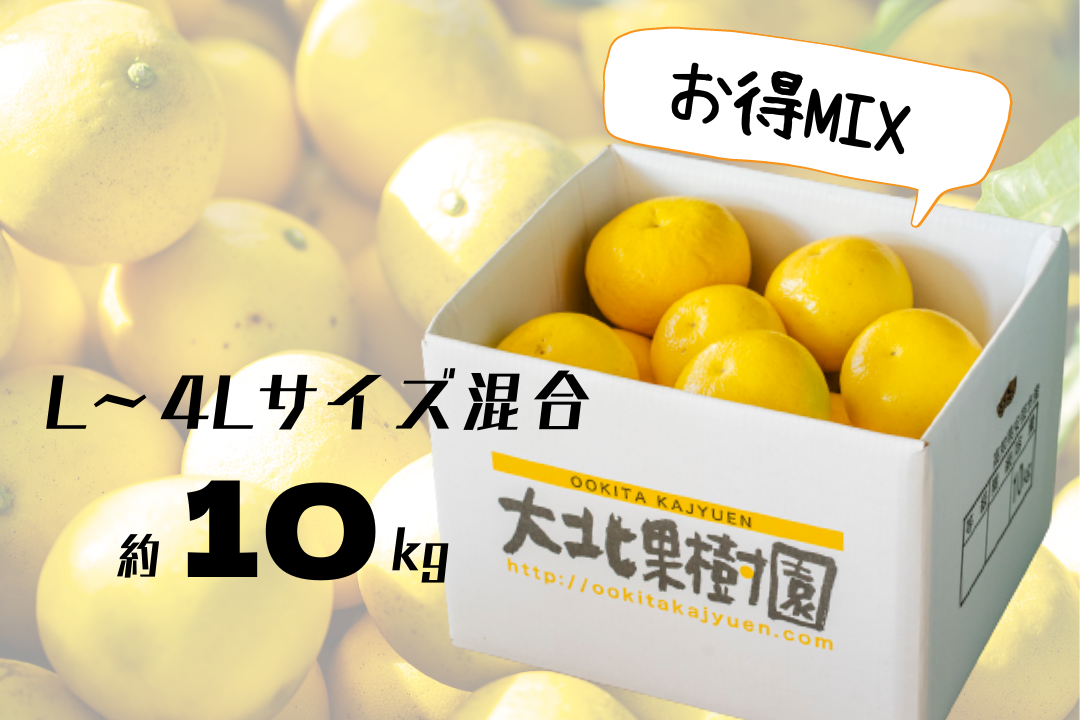 和み】土佐文旦 (L玉~4Lサイズ)混合 約10kg (15~20玉入) 和み】土佐文旦 (L玉~4Lサイズ)混合 約10kg (15~20玉入)