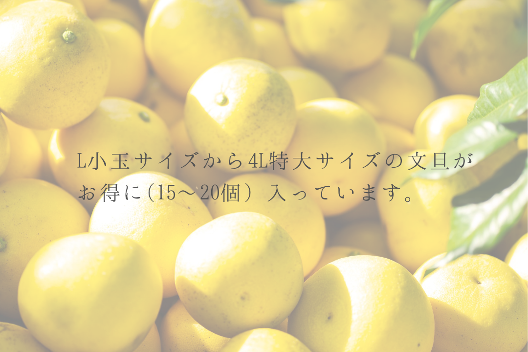 和み】土佐文旦 (L玉~4Lサイズ)混合 約10kg (15~20玉入) 和み】土佐文旦 (L玉~4Lサイズ)混合 約10kg (15~20玉入)
