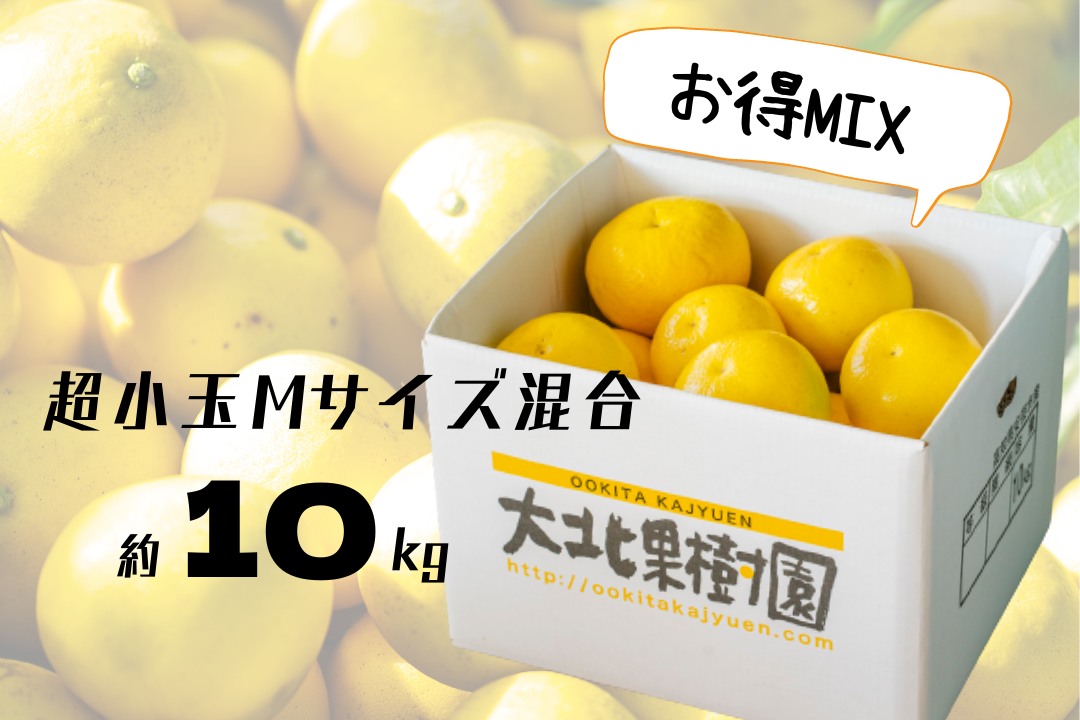 和み】土佐文旦M超小玉サイズ 約10kg 和み】土佐文旦M超小玉サイズ 約10kg