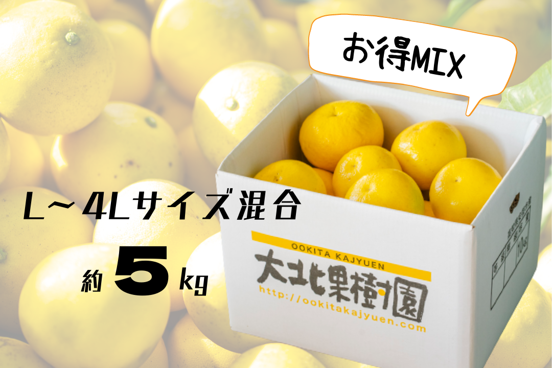 和み】 土佐文旦 L~4Lサイズ混合 約5kg (8~12玉入) 和み】 土佐文旦 L~4Lサイズ混合 約5kg (8~12玉入)