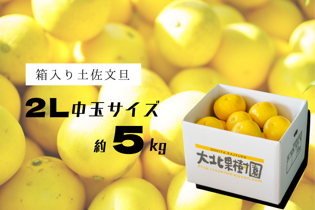 煌めき】土佐文旦 2L中玉サイズ 約5kg 【家庭用】土佐文旦 ぶんたん 2L中玉サイズ