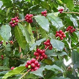 コロンビア 盈舟屋珈琲 えいしゅうやコーヒー 広島県福山市の自家焙煎コーヒーカフェ