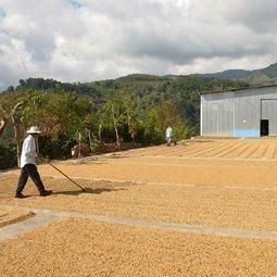 コスタリカ ベンダバル農地 フレンチロースト