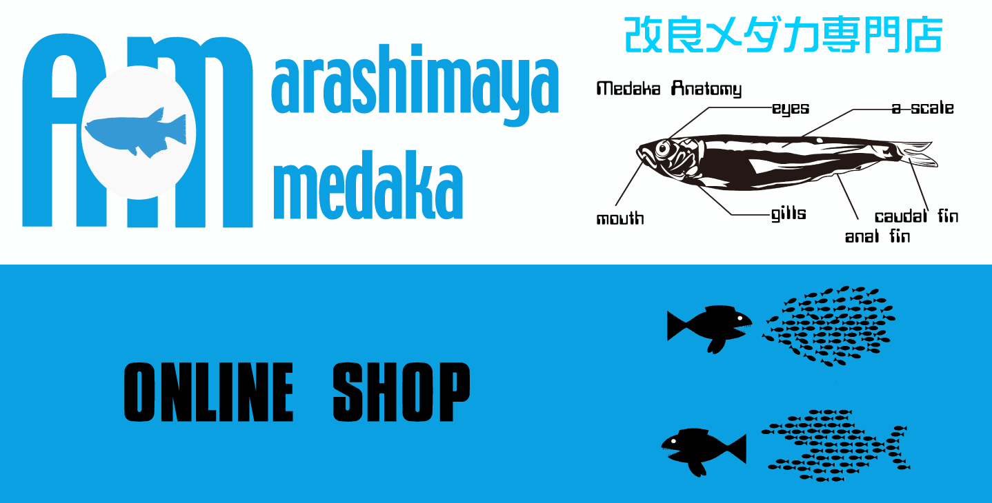 あらしまやメダカオンラインショップ