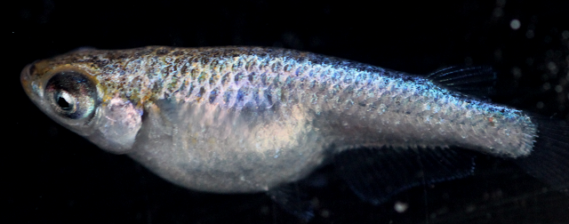 楽天市場】メダカ 天翔(あまがけ)メダカ めだか若魚～成魚2ペア