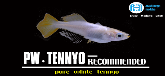 ʥХʡʸ