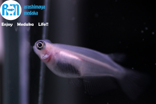 <img class='new_mark_img1' src='https://img.shop-pro.jp/img/new/icons13.gif' style='border:none;display:inline;margin:0px;padding:0px;width:auto;' />12/4up!ʪԥ󥯥ѥȾ4ɤåȡ