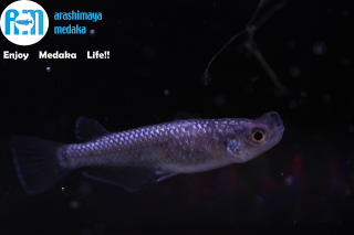 <img class='new_mark_img1' src='https://img.shop-pro.jp/img/new/icons13.gif' style='border:none;display:inline;margin:0px;padding:0px;width:auto;' />1/12up!֤åȡײʪ!ABRƬз4ɤåȡ