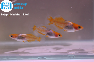 6/16up!ʪӡѥҥ߹ȡʲвˣڥåȡ