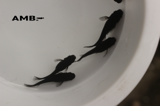 9/26up!ʪAMBver.2.0-3ڥåȡ