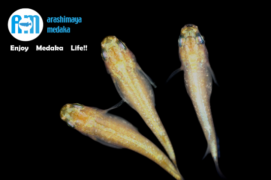 medakaプロフ必読　3月プチ引越予定様 リクエスト 2点 まとめ商品 9/30up!画像現物！黄金緑光2ペアセット！ - あらしまやメダカ
