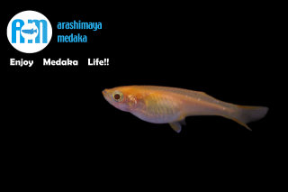 10/06up!ʪ饷å֥ɥܡӥΡη2ڥåȡ