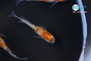 10/29up!画像現物!雲州3色ラメ2ペアセット!