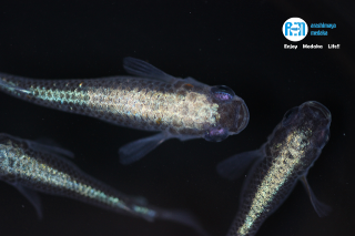 10/29up!画像現物!BLBガンメタ系統2ペアセット!