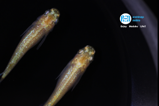 10/29up!画像現物!黄金緑光1ペアセット!