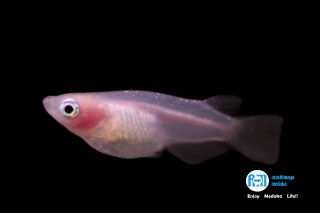 10/29up!画像現物!紅ほっぺ半ダルマ2ペアセット!