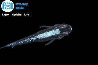 11/04up!ʪåȡ¼ץ쥼ġǽ̤Τףڥåȡ