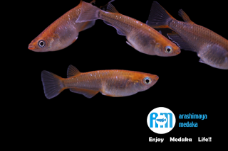 11/05up!ʪ֤åȡץҥᣲڥåȡ