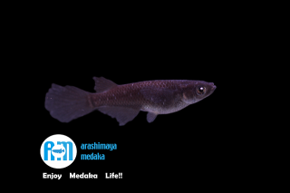 11/05up!ʪ֤åȡץ֥åߥ顼奢Хե饤Фܻؤڥåȡ