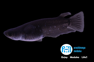 11/05up!ʪABRԥҥ1ڥåȡ