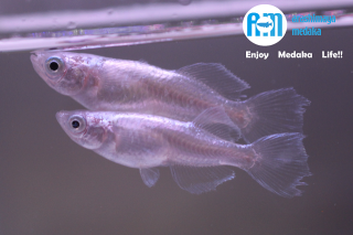 11/05up!ʪɥեɤåȡ