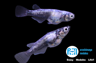 11/08up!ʪMGޥʥҥη2ڥåȡ