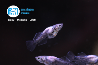 11/08up!ʪ辰òMGޥҥη2ڥåȡ