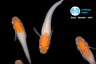 11/09up!ʪΡϤˤäAM2ڥåȡ