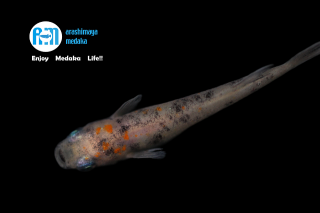 11/09up!ʪݥåƥåɣɤåȡ