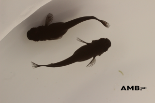 11/12up!ʪAMBver.2.0  ڥåȡ