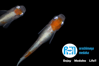 11/12up!ʪ۱ʹ򥿥סˣڥåȡ