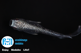 11/12up!ʪʥ᥿եҥ1ڥå!