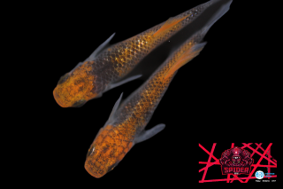 11/14up!ʪӡѥҥ2ڥåȡ