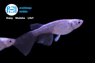 11/14up!ʪץʥޥ֥롼ꥢ󥰥ե2ڥåȡ