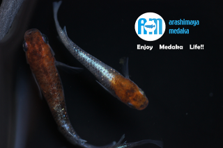 11/15up!ʪƶȶ2ڥåȡ