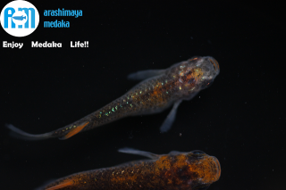 11/15up!ʪӡѥեѰ۷ڥåȡ