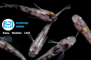 11/19up!ʪ3򾡤ס5ɤåȡ