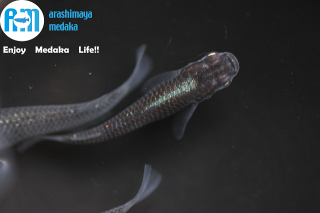 11/19up!ʪ֤åȡץ֥åиȥꥪåȡ