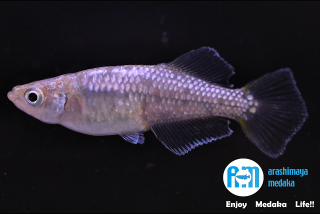 11/19up!ʪ֤åȡAM9831ڥåȡ